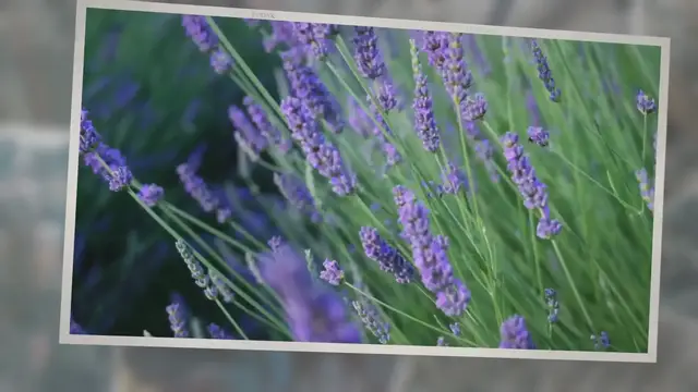 'Video thumbnail for Can Lavender Survive Frost?'