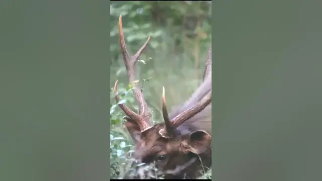 Video thumbnail for Samba Deer grazing #shorts