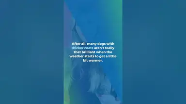 'Video thumbnail for Can Australian Shepherds Live in Hot Weather'