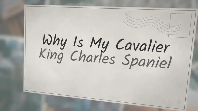 Video thumbnail for Why is my Cavalier King Charles spaniel drooling?