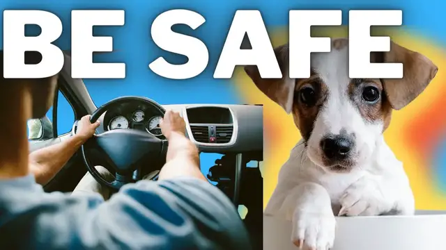 Video thumbnail for Make It Safer! Jack Russell Terriers and The Benefits of Dog Car Seats