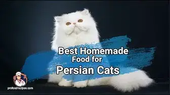 Video thumbnail for Best Homemade Food for Persian Cats