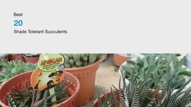 'Video thumbnail for Best 20 Shade Tolerant Succulents'