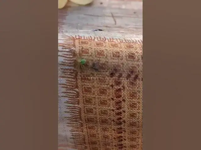 Video thumbnail for Curious spider😍😘🥰#shorts