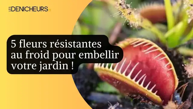 Video thumbnail for 🌷 Des plantes résistantes au froid : découvrez 5 fleurs robustes pour votre jardin en hiver ! 🥀
