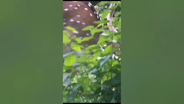 Video thumbnail for Deer | Spotted deer #shorts