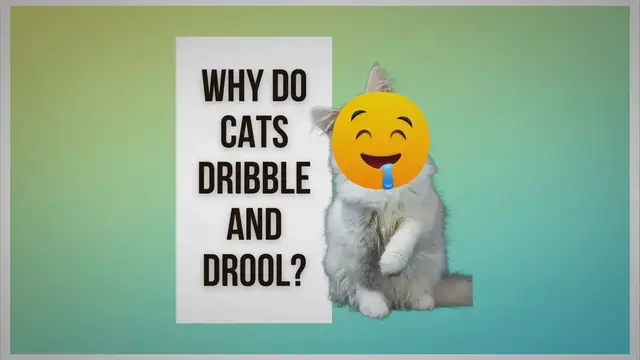 Video thumbnail for Why Do Cats Dribble And Drool? Should I Be Worried?