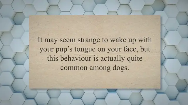 Video thumbnail for Why do dogs lick you in the morning? - Easy Spaniel Training