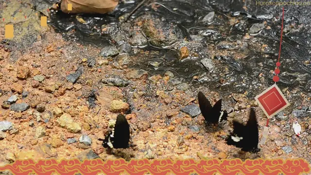 Video thumbnail for Svart fjäril andlig betydelse