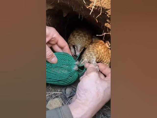 Video thumbnail for Hands Twisting Netting in a Tight Forest Den