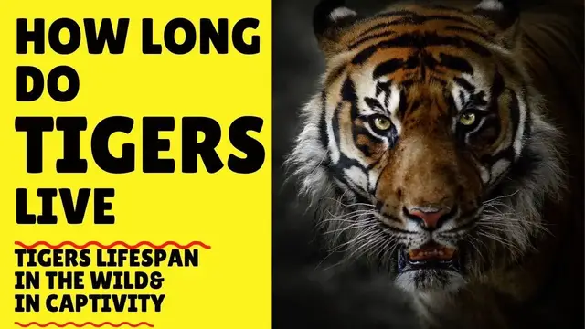 Video thumbnail for How Long Do Tigers Live - Tigers Lifespan