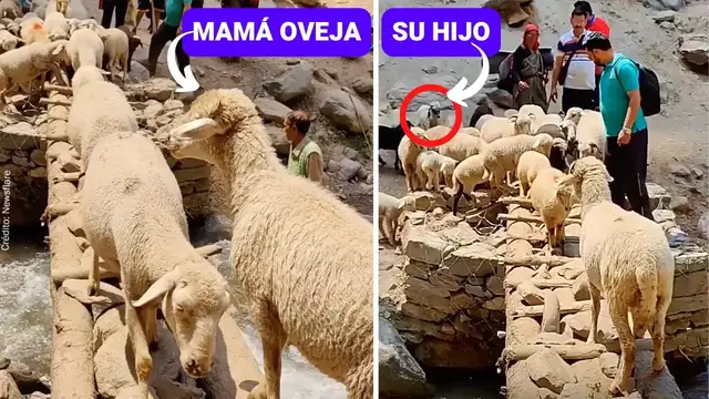 'Video thumbnail for Mamá oveja se reencuentra con su bebé después de larga espera ??'