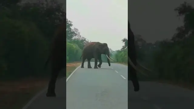 'Video thumbnail for Tusker in Yala Buttala Road #shorts'