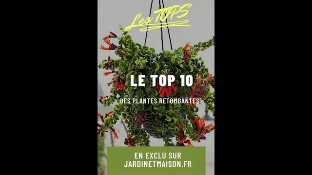 'Video thumbnail for 10 plantes retombantes à avoir à la maison'