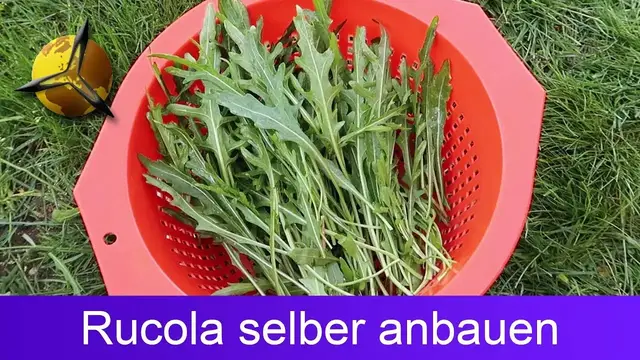 Video thumbnail for Rucola / Wilde Rauke selber pflanzen und ernten