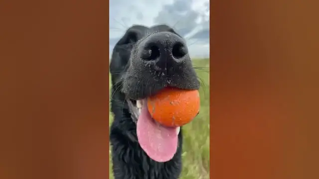 Video thumbnail for Funny shots from lucky our Labrador (Funny Shorts) #shorts #labrador