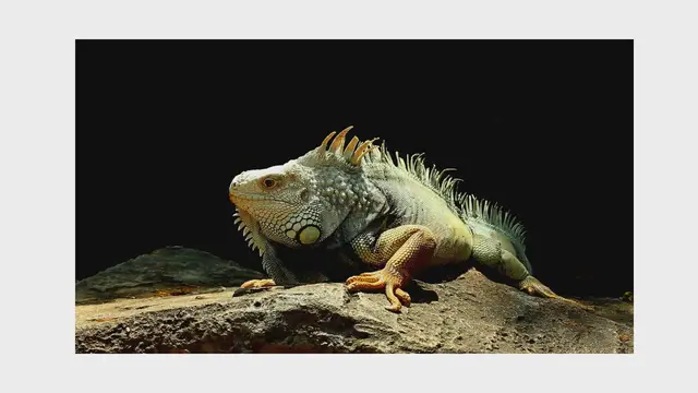 'Video thumbnail for Iguana Video'