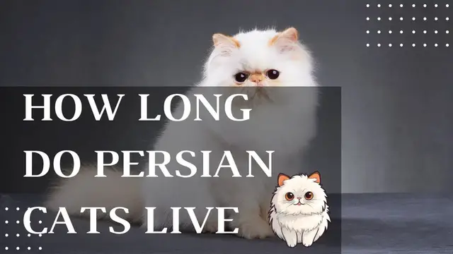 'Video thumbnail for How Long Do Persian Cats Live'
