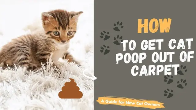 Video thumbnail for How To Get Cat Poop Out Of Carpet?