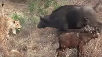 Video thumbnail for Battle Between Lions & a Buffalo With Calf