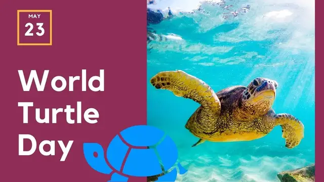 'Video thumbnail for World Turtle Day - May 23rd'