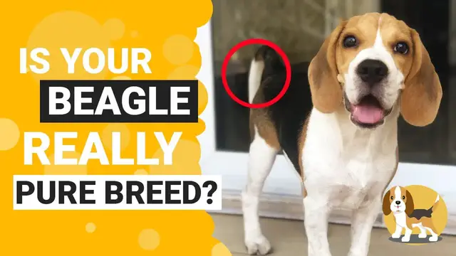'Video thumbnail for How to Identify a Pure Bred Beagle Puppy'