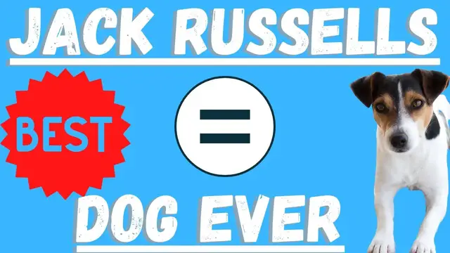 Video thumbnail for 8 Reasons Jack Russell Terriers Are The Best Dogs Ever