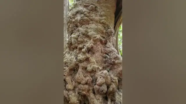 Video thumbnail for A big Kumbuk Tree #shorts