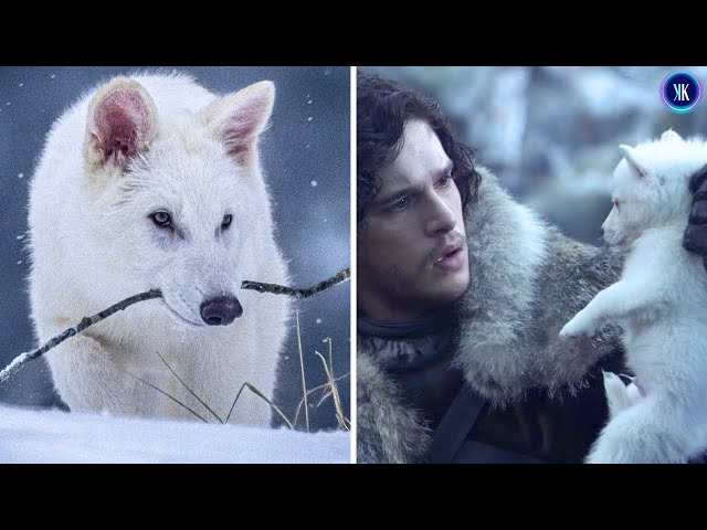 Video thumbnail for "Game Of Thrones" Fans Revive Previously Extinct Dire Wolves