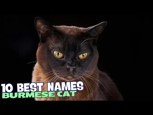 Video thumbnail for 10 Best Names for Burmese Cats! 🐱