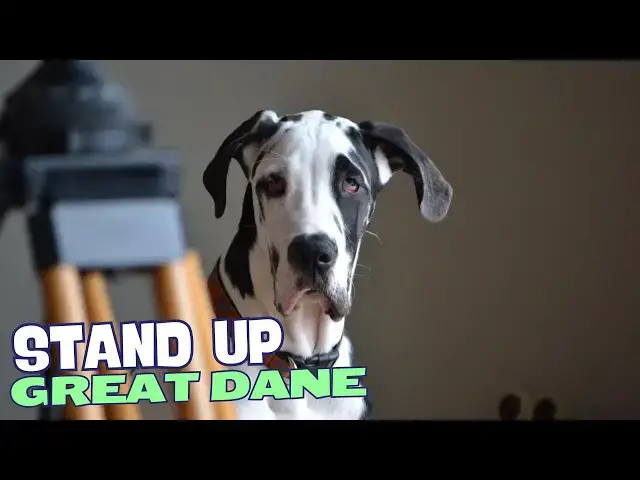 Video thumbnail for 7 Things You Need to Know BEFORE Getting a Great Dane! 🐕‍🦺