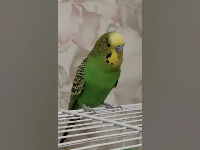 Video thumbnail for Adorable budgie😍😘🥰#shorts