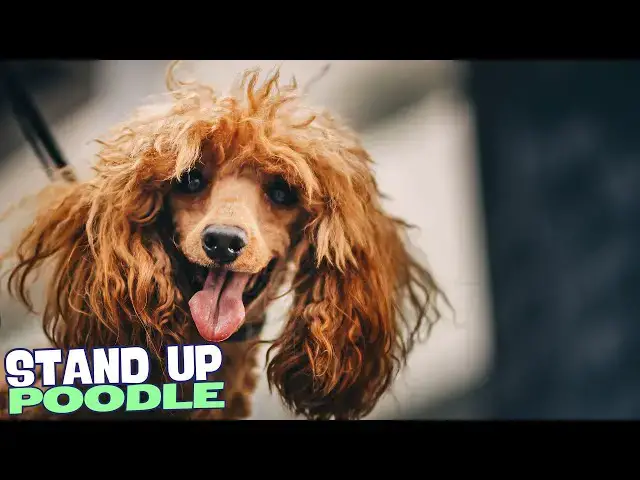 Video thumbnail for 7 Things You Need to Know BEFORE Getting a Poodle! 🌟