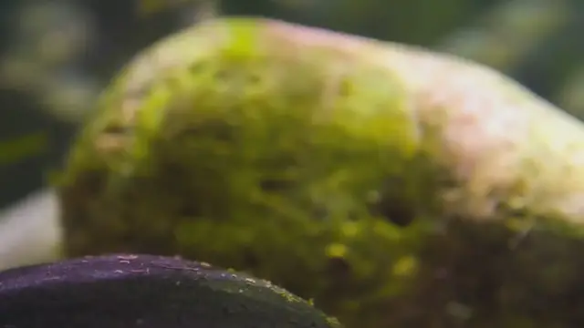 'Video thumbnail for Big Fish in Aquariums'