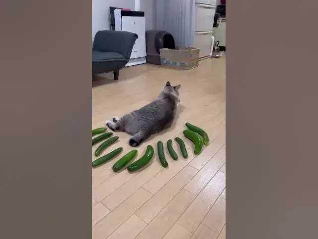 Video thumbnail for Cucumber prank in the cat 🐈#shorts