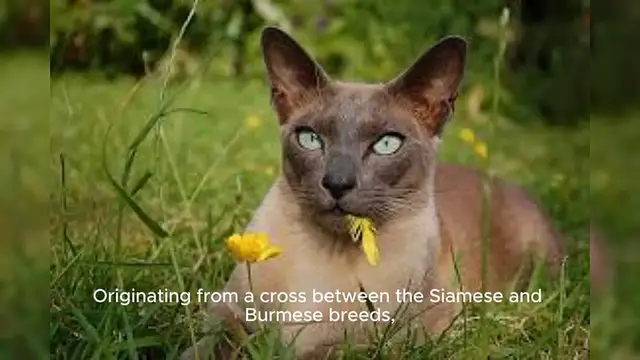 Video thumbnail for Tonkinese Cat