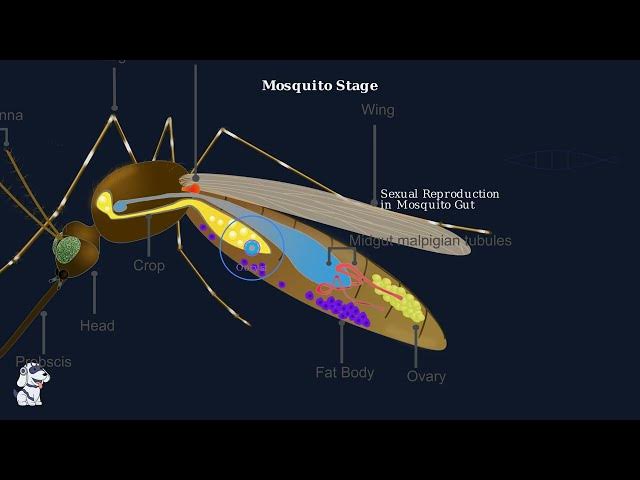 Video thumbnail for What is Plasmodium vivax? The Malaria Parasite Explained