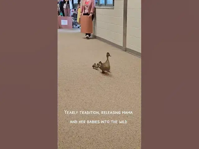 Video thumbnail for #beautiful #ducklings #coming# in# the #school #with babies# walking 🦆🦆🦆🦆🦆🦆🦆🦆🦆🦆🦆🦆🦆🦆🦆🦆🦆🦆🦆🦆🦆🦆🦆🦆🦆🦆🦆🦆🦆