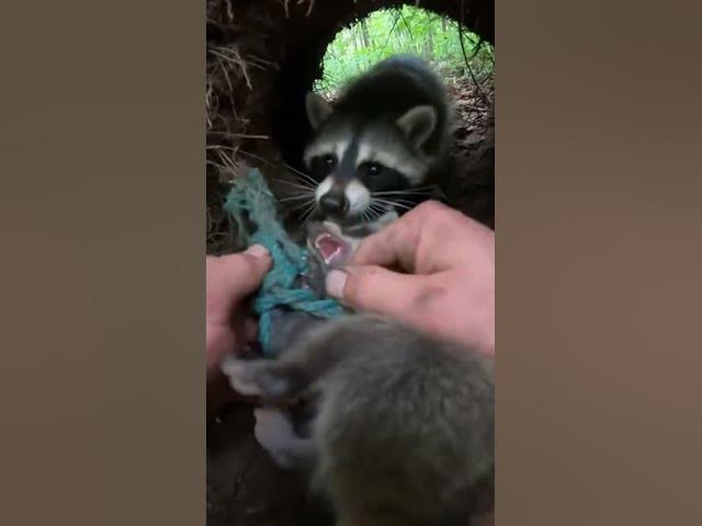 Video thumbnail for Hands Prying Synthetic Line in a Tight Forest Den