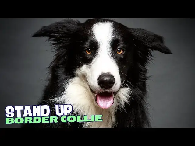 Video thumbnail for 7 Things You Need to Know BEFORE Getting a Border Collie! 🐕‍🦺