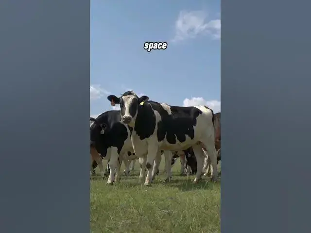 Video thumbnail for Moo-tastic Comedy: Hilarious Cow Jokes & Puns to Make You Laugh