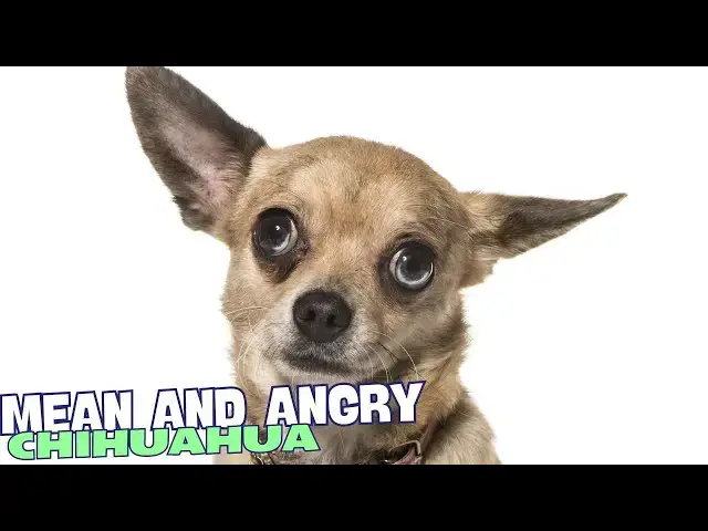 Video thumbnail for 🐕 Why Are Chihuahuas So Mean and Angry? 😡