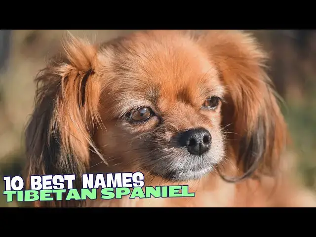 Video thumbnail for 10 Best Names for Tibetan Spaniels 🐕✨