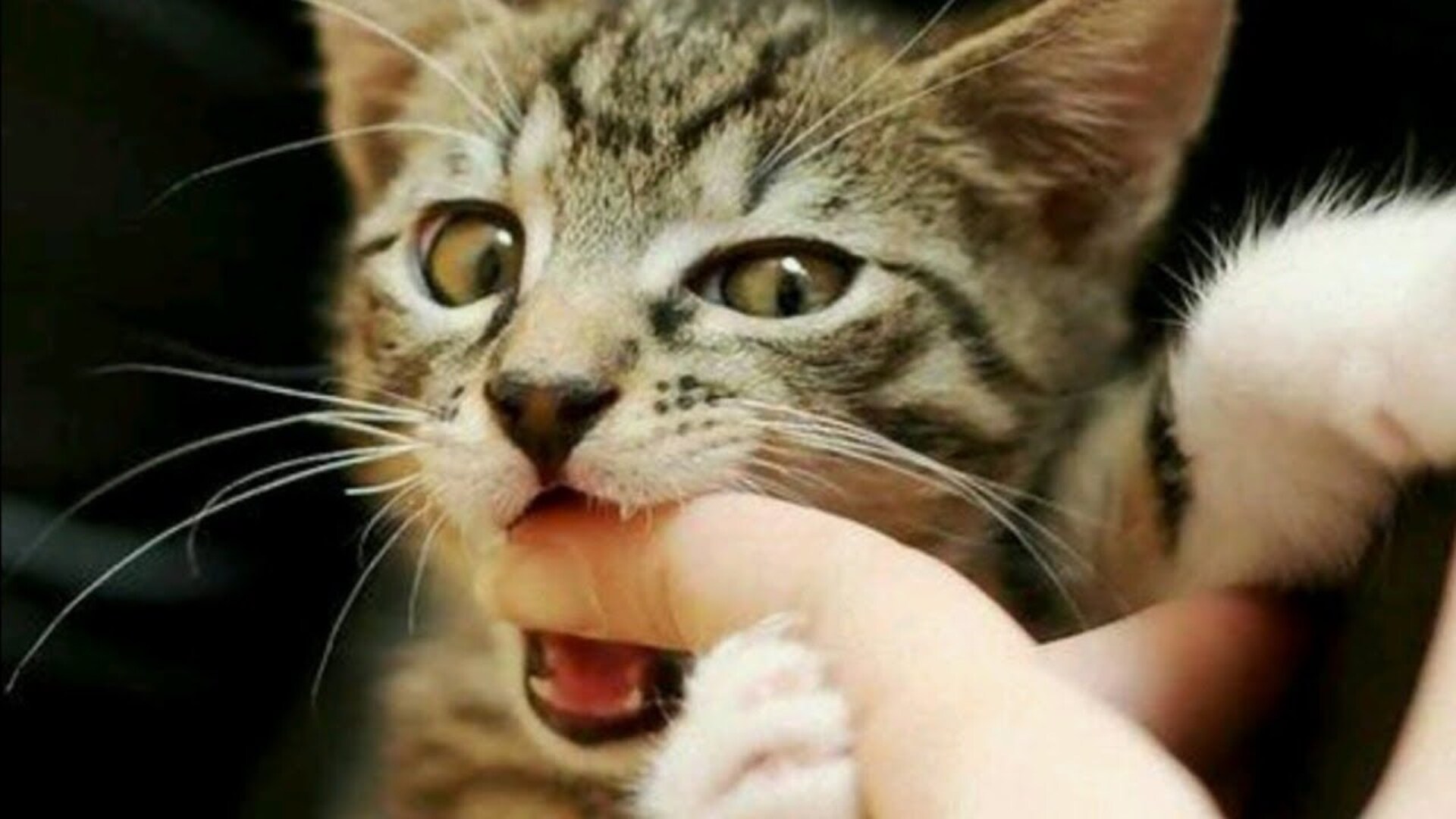 Video thumbnail for This Is Why Cats Bite You Sometimes When You Pet Them