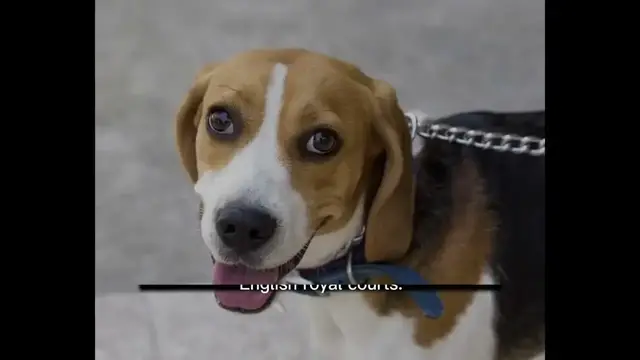 'Video thumbnail for History of Beagle'