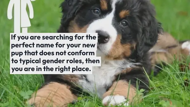 Video thumbnail for 430+ Top Unisex Dog Names for Your New Puppy