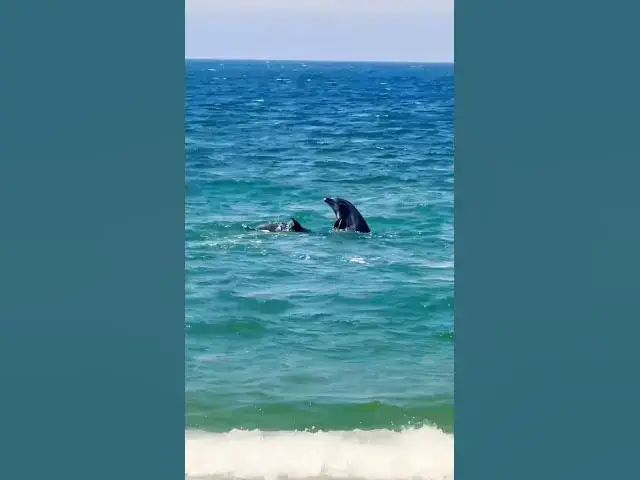 Video thumbnail for Dolphins Playing off California Coast  in Seal Beach 🐬