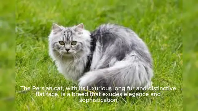 Video thumbnail for Persian Cat