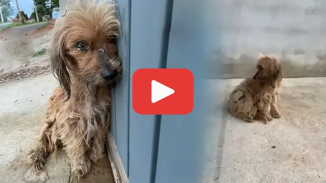 Video thumbnail for Exhausted and Broken: The Dog Left to Endure Unthinkable Cruelty