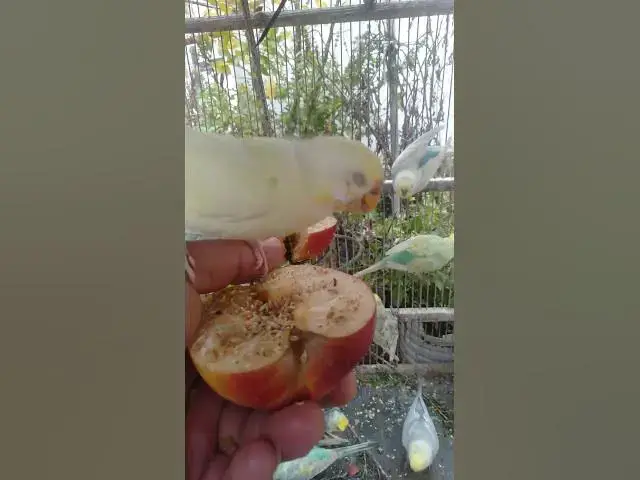 Video thumbnail for 🛍️日本で話題の実用インコ用品🐦✨ #おすすめ 🛍️